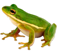 Frosch grüner Laubfrosch als Logo für ISEK Freckenhorst
