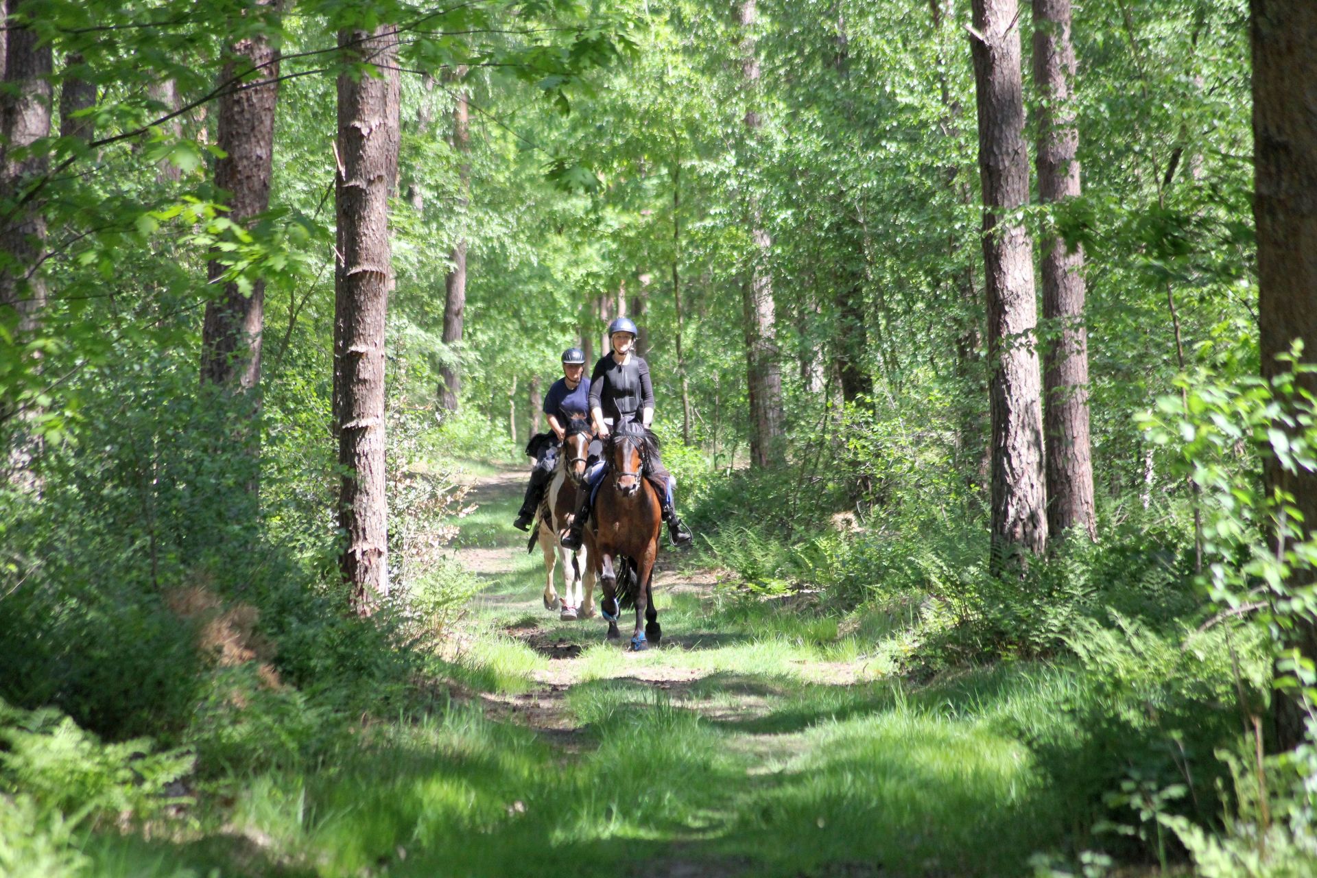 Ausritt im Wald