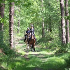 Ausritt Reitroute
Ausritt im Wald