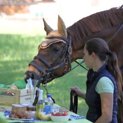 Picknick mit Pferd Picknick mit Pferd