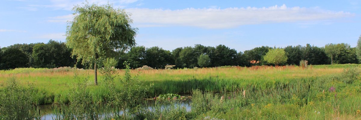 Renaturierung Ems Dackmar Wiese mit Baum