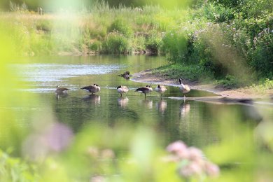 Wildgänse an der renaturierten Ems Wildgänse an der renaturierten Ems