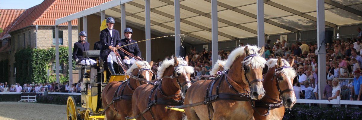 Sechsspänner Hengstparade Sechsspänner vor der Kutsche Hengstparade