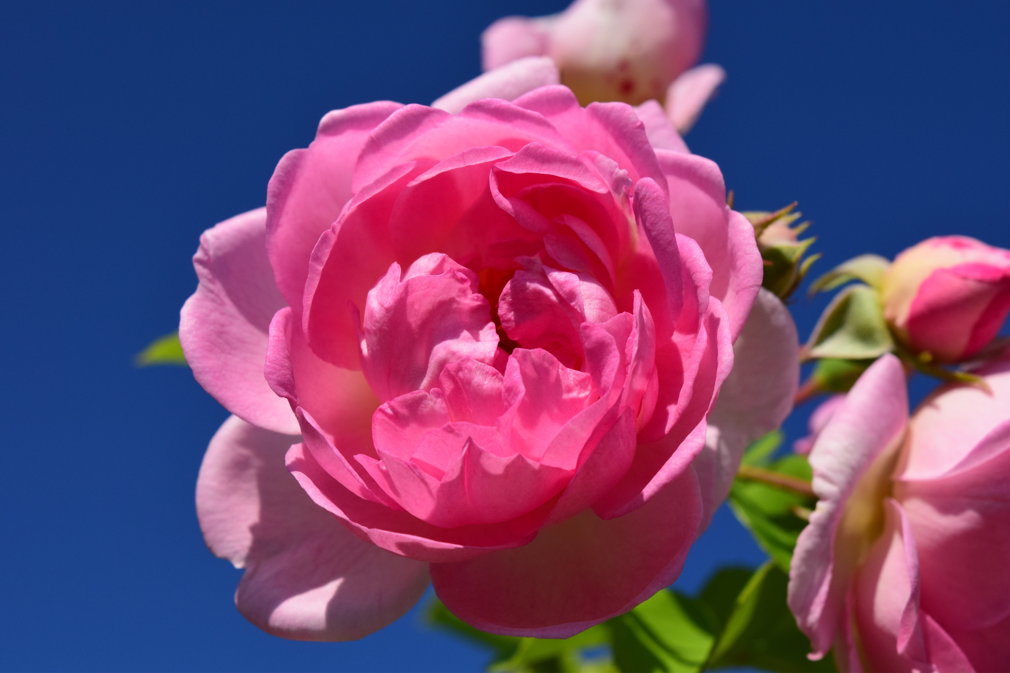Newsletter FBS Ahlen Mai 2026 - Cafe Nachhaltig Rosen