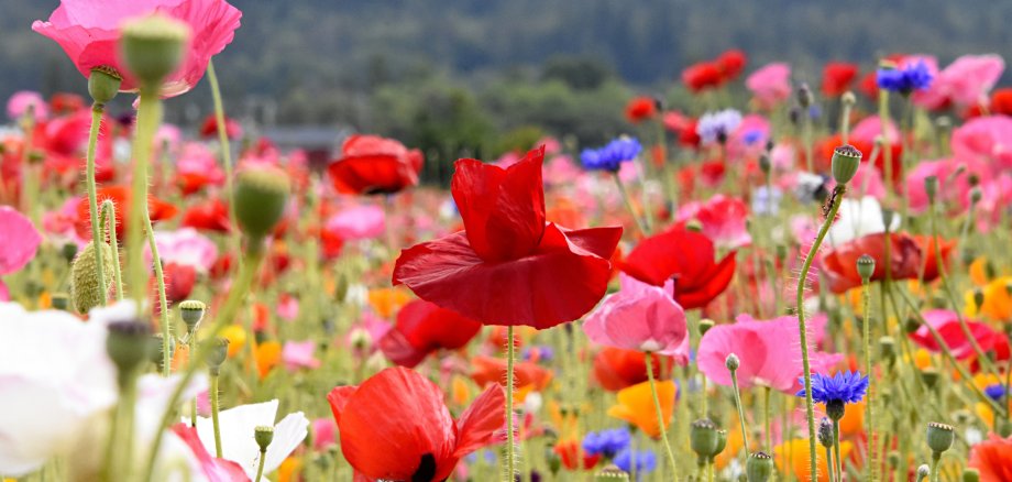 Wildblumenwiese