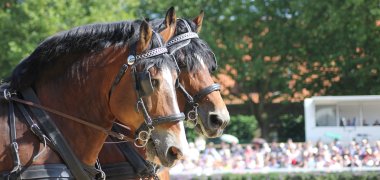 Hengstparade Kaltbluthengste bei der Hengstparade