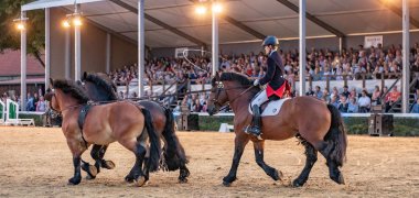 Hengstparade bei Nacht Hengstparade bei Nacht